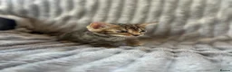 Bengal cats for sale: Perfect Bengal kittens  - Advert 8