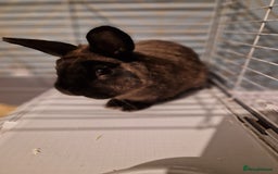 Mixed Breed rabbits for sale: Rabbit - Image 2