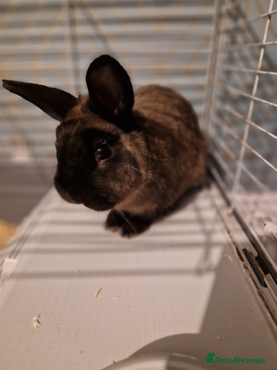 Mixed Breed rabbits for sale: Rabbit - Image 2