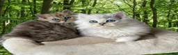 Persian cats for stud: Chinchilla Persian Silver Tip Stud - Advert 9