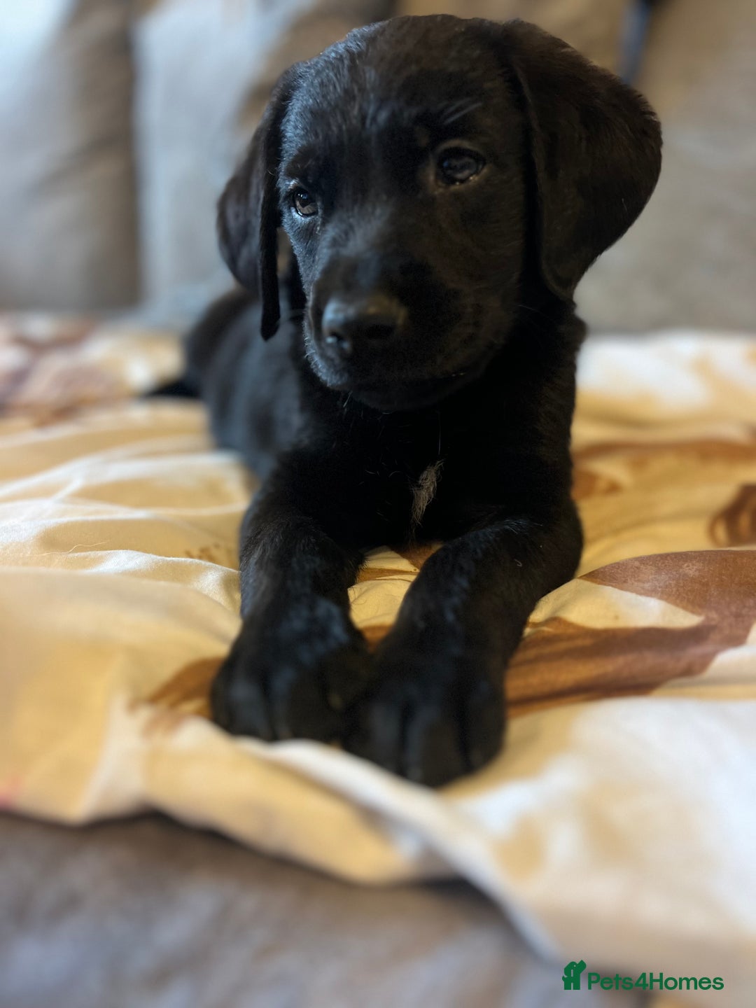 Goldador dogs for sale: male goldador puppy for sale  - Advert 3