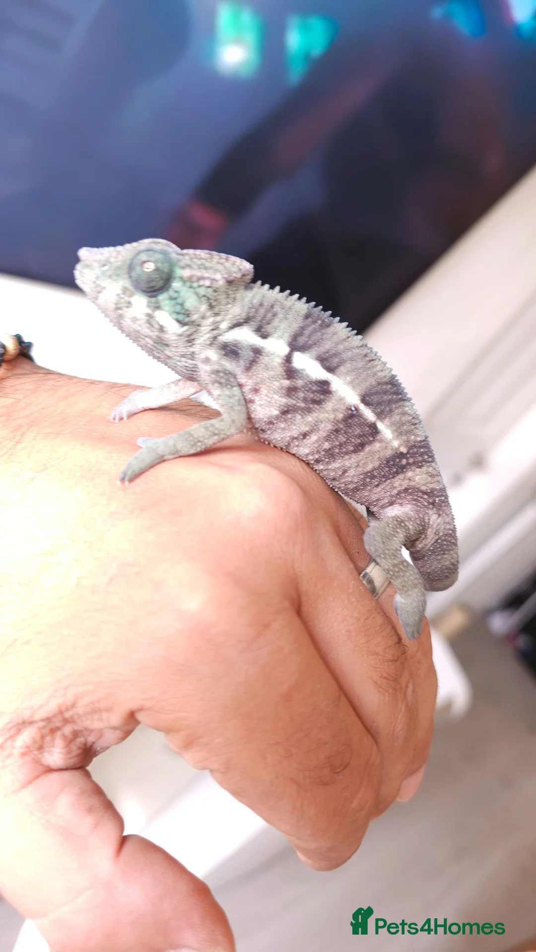 Chameleon reptiles for sale: Blue Ambanja Panther chameleons  in Northolt - Advert 2