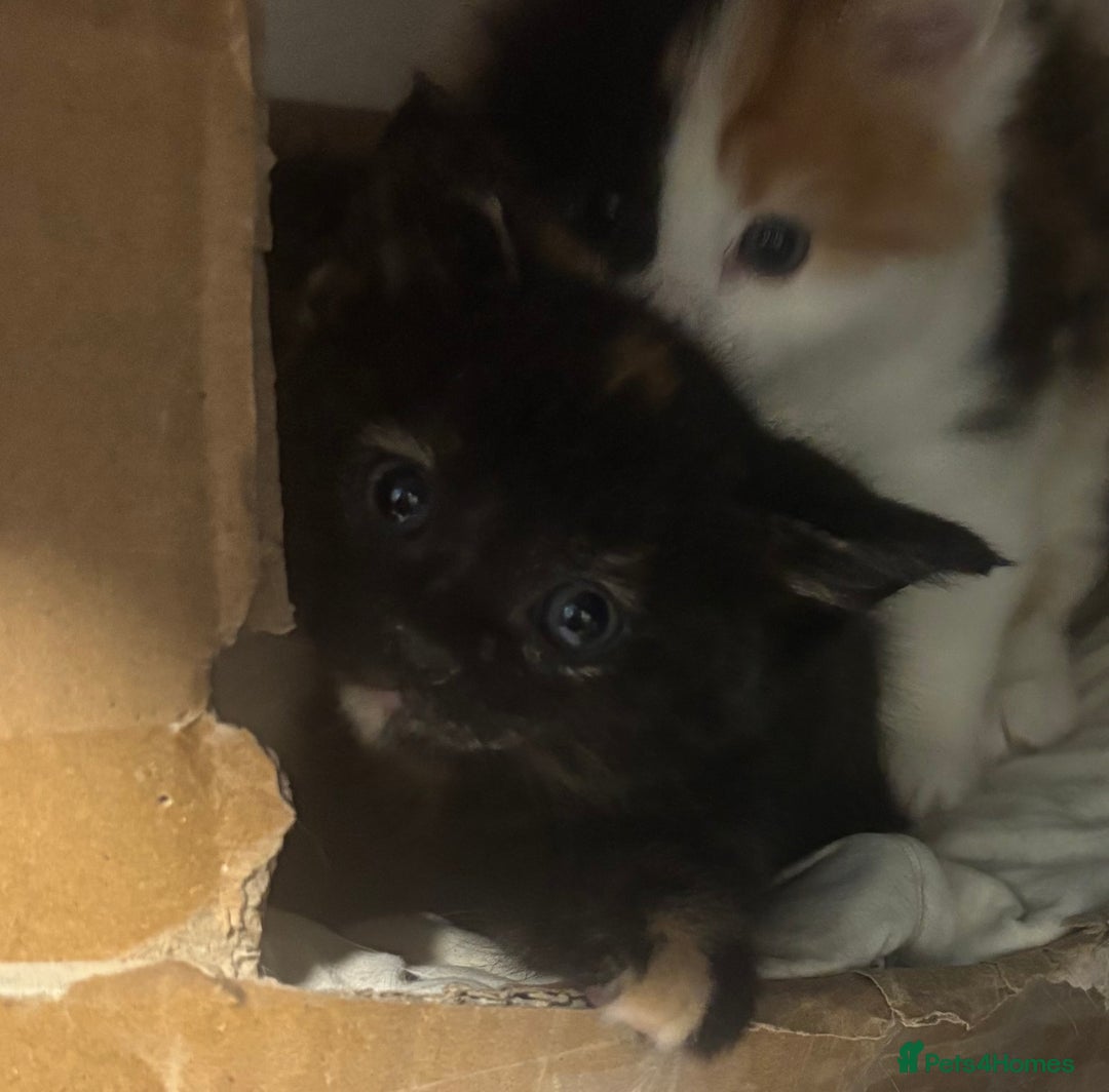 British Longhair cats for sale: Beautiful and Playful kittens - Advert 17