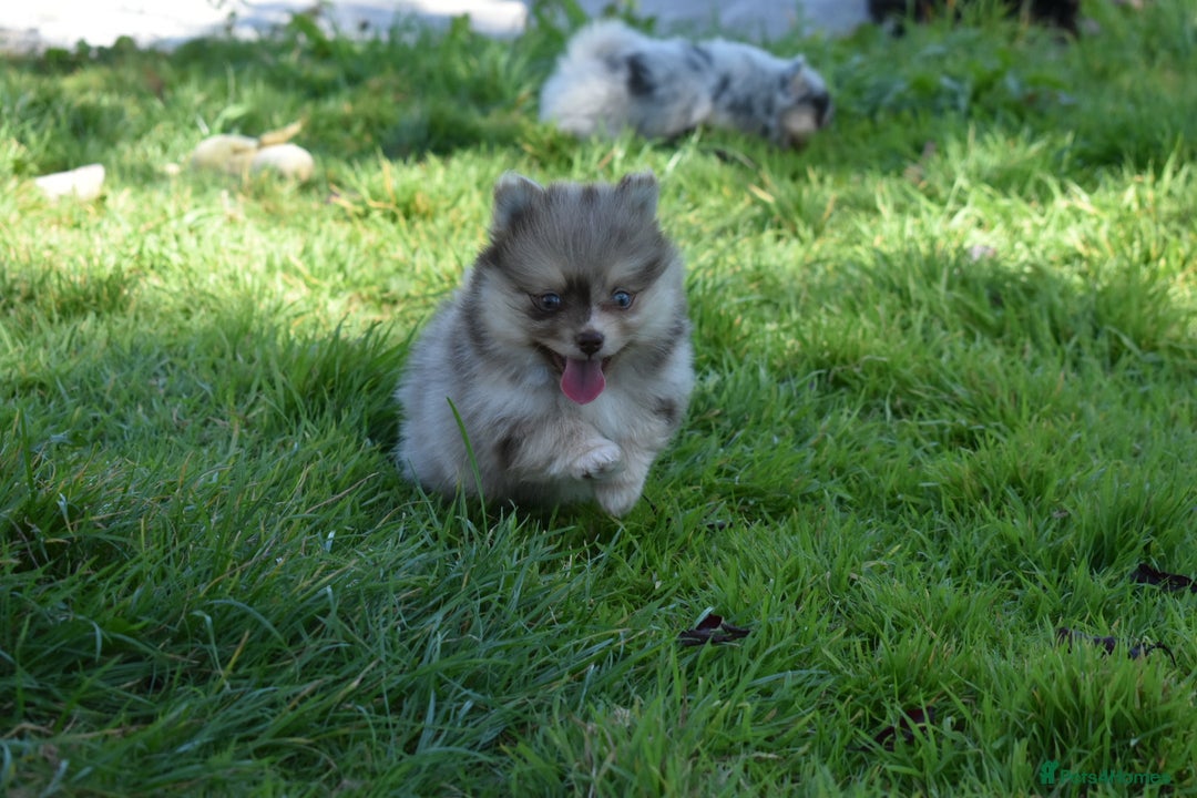Pomsky dogs for sale: Merle Genuine Toy Size  Pomsky Puppies - Image 12