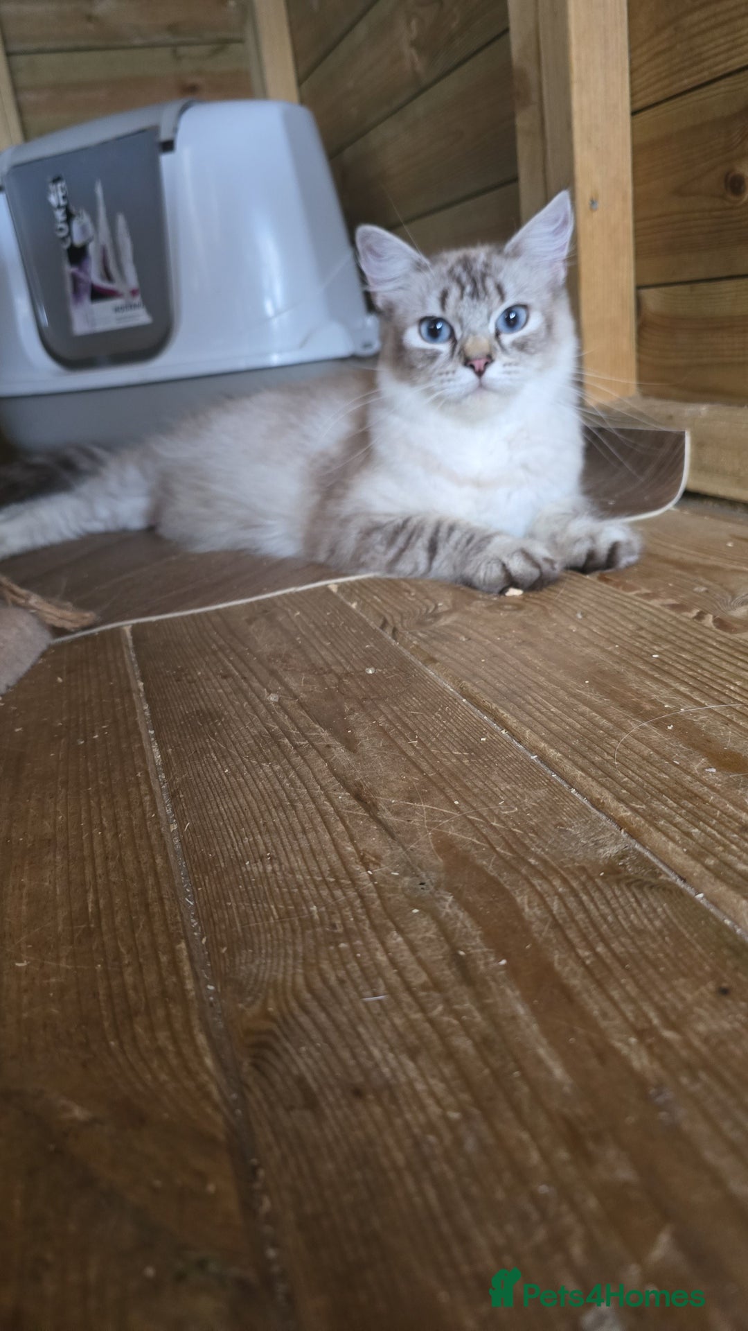 Ragdoll cats for sale: Captain Tom - Image 3