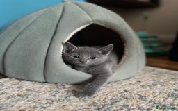 Russian Blue cats for sale: Russian blue kittens GCCF registered  - Image 2