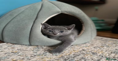 Russian Blue cats - Advert 10