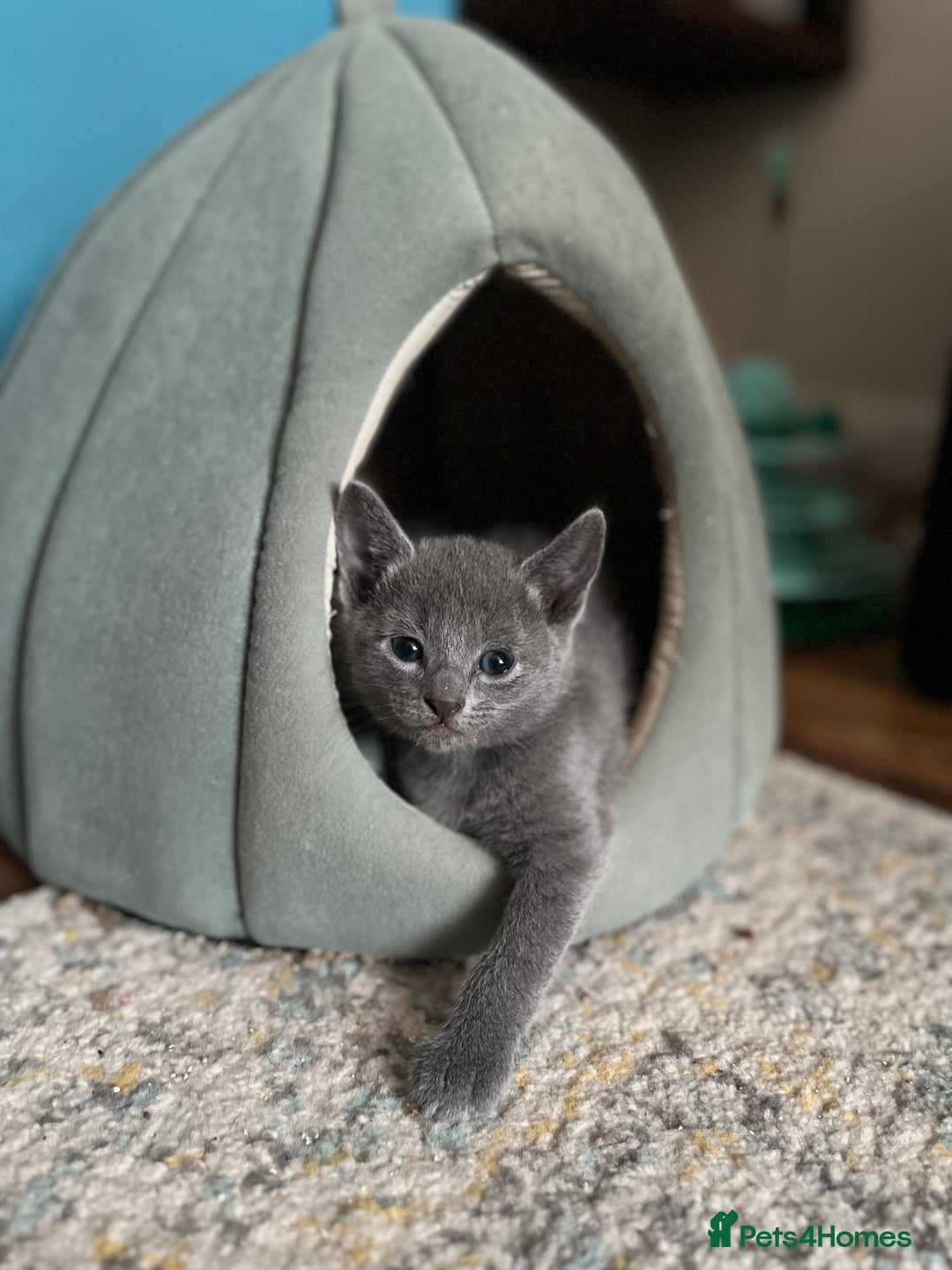 Russian Blue cats for sale: Russian blue kittens GCCF registered  - Image 2