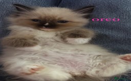Ragdoll cats for sale: ragdoll kittens - Image 7