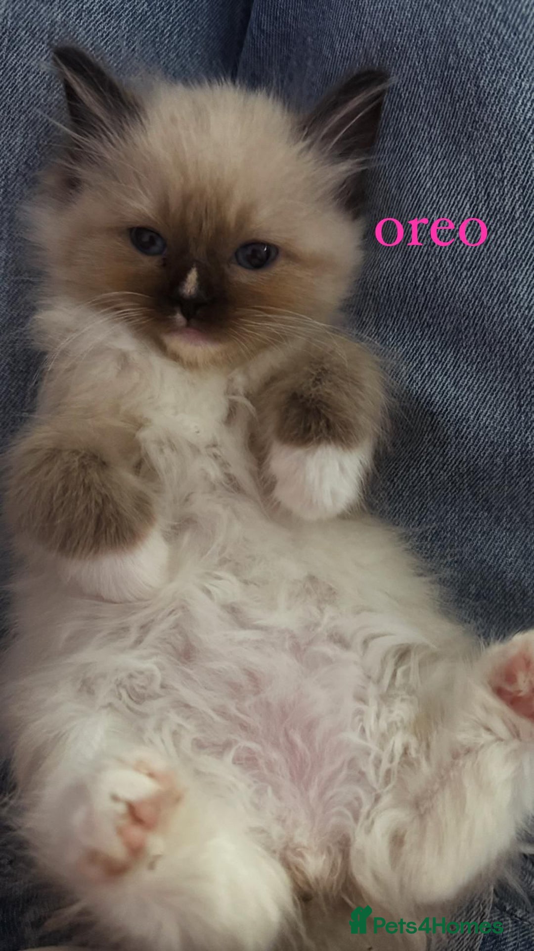 Ragdoll cats for sale: ragdoll kittens - Image 7