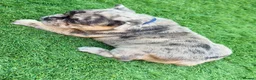 French Bulldog dogs for sale: Adorable french  puppy's  - Advert 5