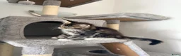 Maine Coon cats for sale: Gorgeous female maine coon kitten - Advert 2