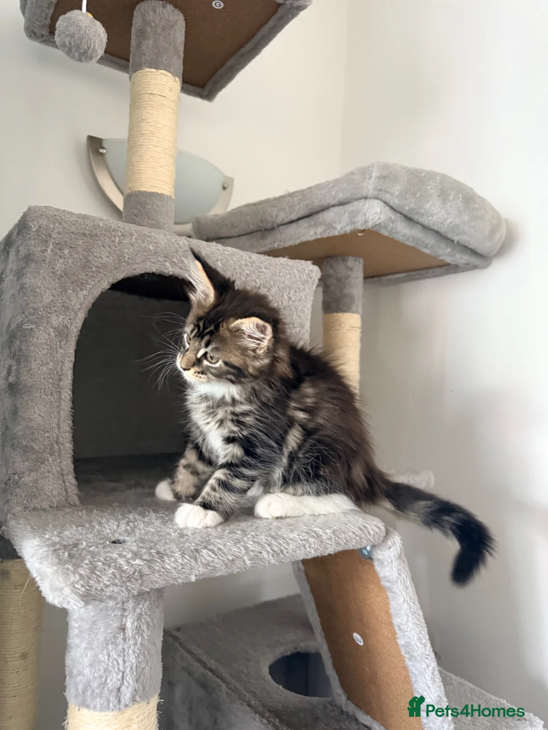 Maine Coon cats for sale: Gorgeous female maine coon kitten - Advert 2