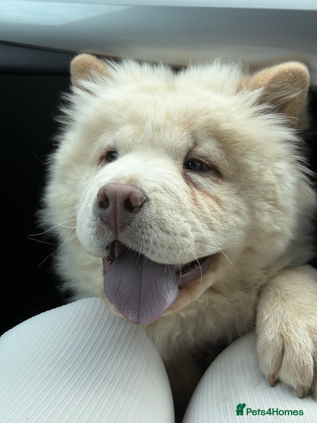 Chow Chow dogs for sale: Chow Chow Male 9.5 months old - Image 4