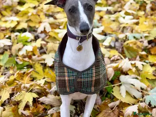 Italian Greyhound dogs 7/8 Italian Greyhound, 1/8 Whippet Puppies Due - Advert 2