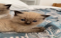 Ragdoll cats for sale: ⭐️ DNA tested Ragdoll female ready 1/8/25 ⭐️ in Loughborough - Image 11