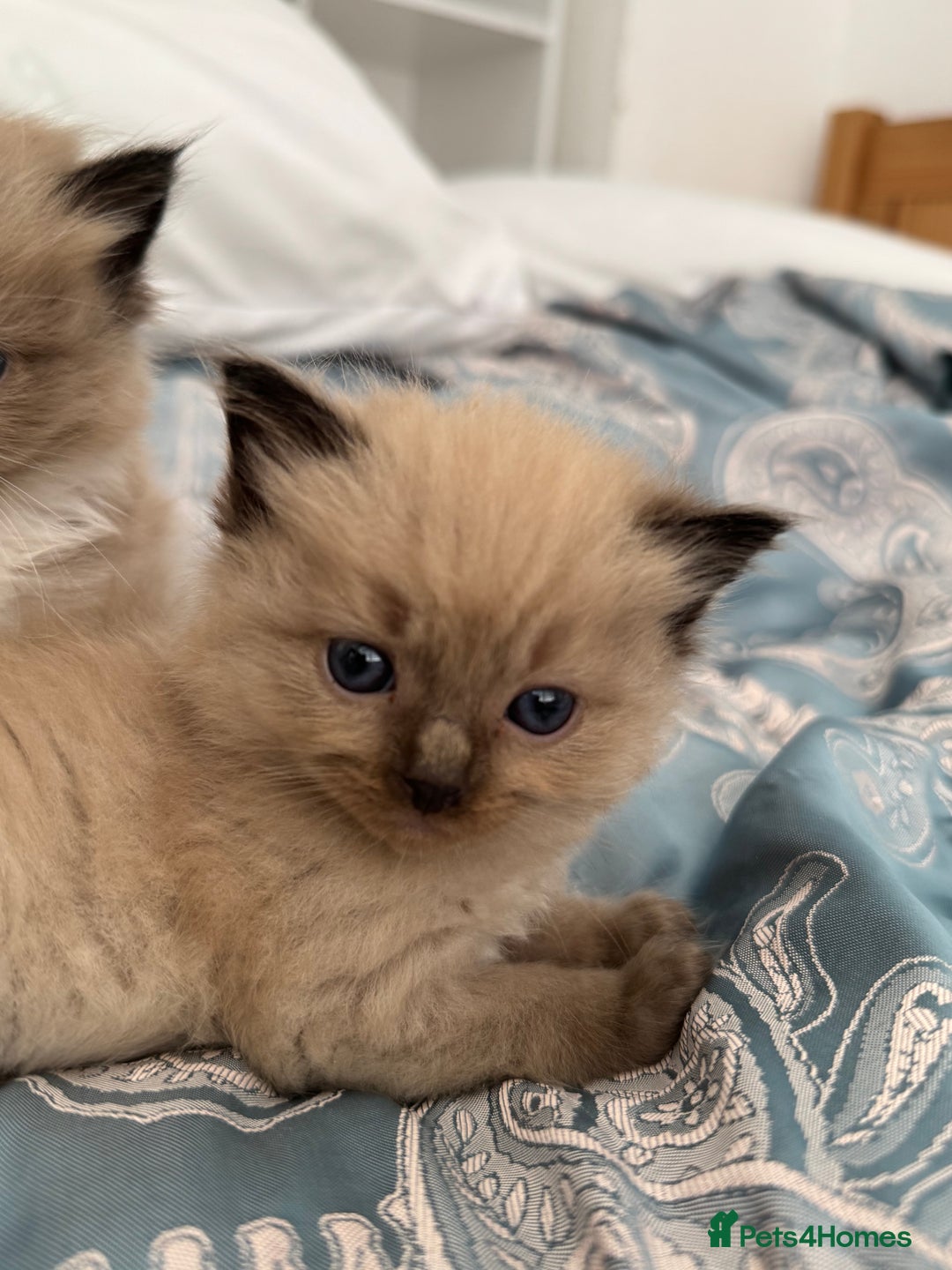 Ragdoll cats for sale: ⭐️ DNA tested Ragdoll female ready 1/8/25 ⭐️ in Loughborough - Image 11