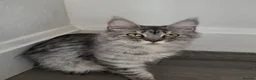 Maine Coon cats for sale: Active maine coon  - Advert 3