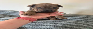 Mixed Breed 7