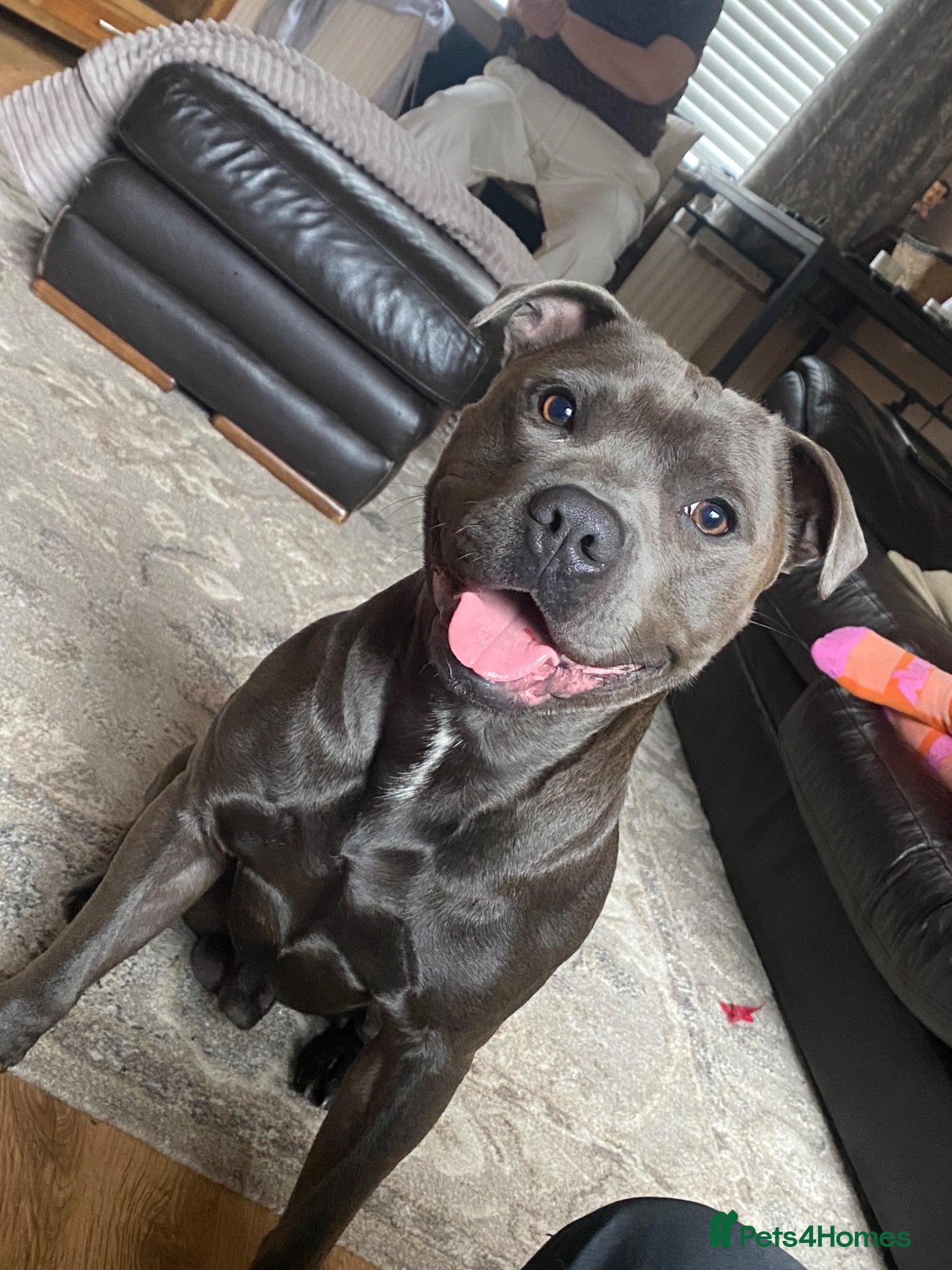 Staffordshire Bull Terrier dogs Blue Staffordshire Bull Stud - Champion Bloodline  - Advert 3