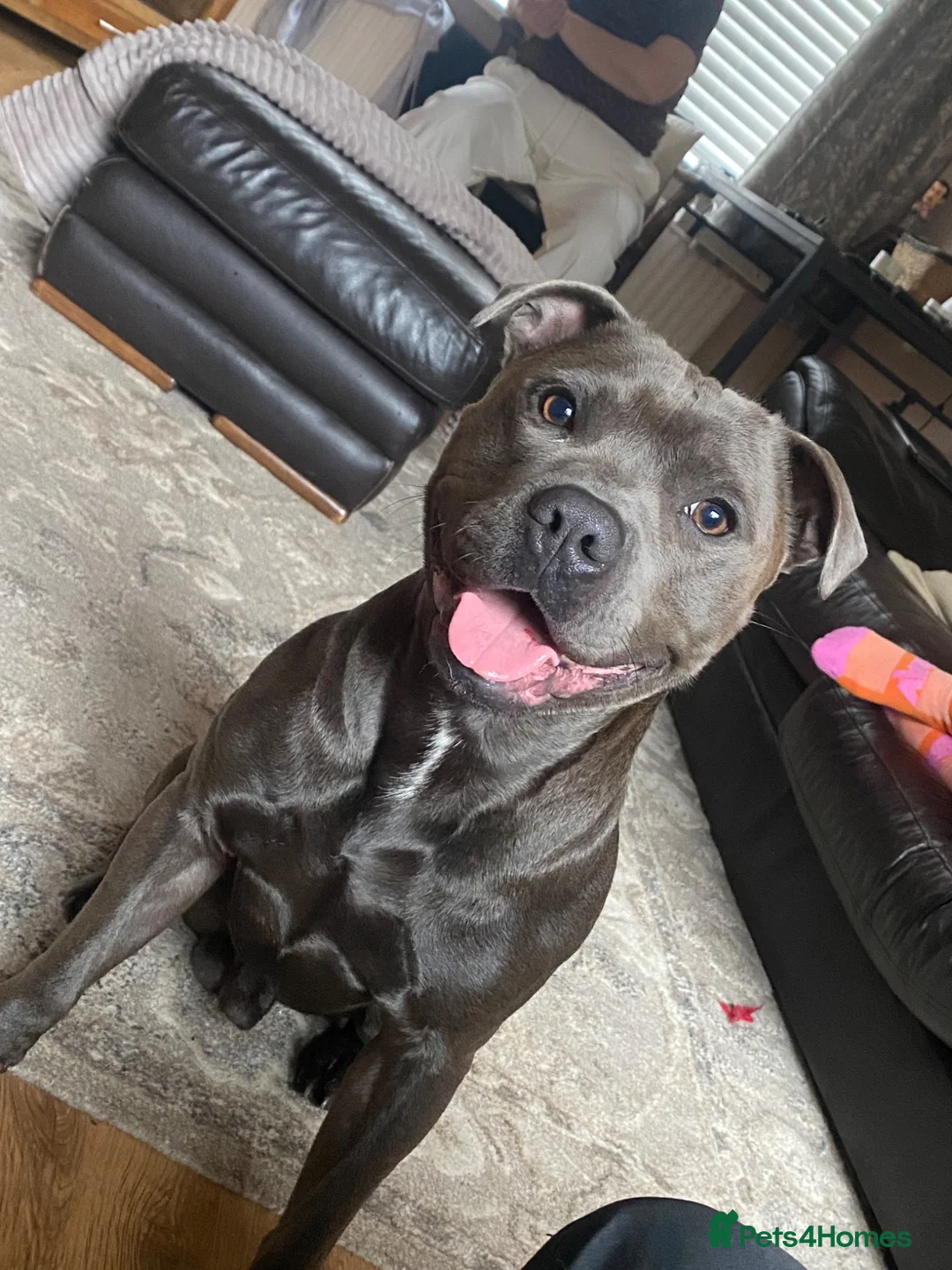 Staffordshire Bull Terrier dogs for stud: Frank. - Advert 22