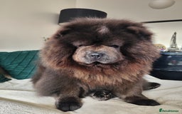 Chow Chow dogs for stud: Blue chow chow for stud - Advert 7