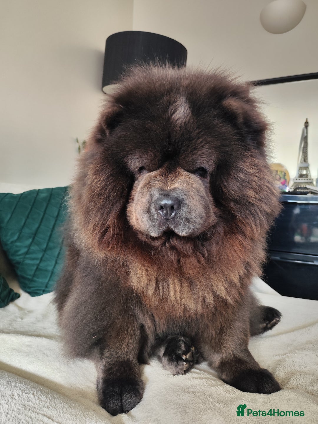 Chow Chow dogs for stud: Blue chow chow for stud - Advert 7
