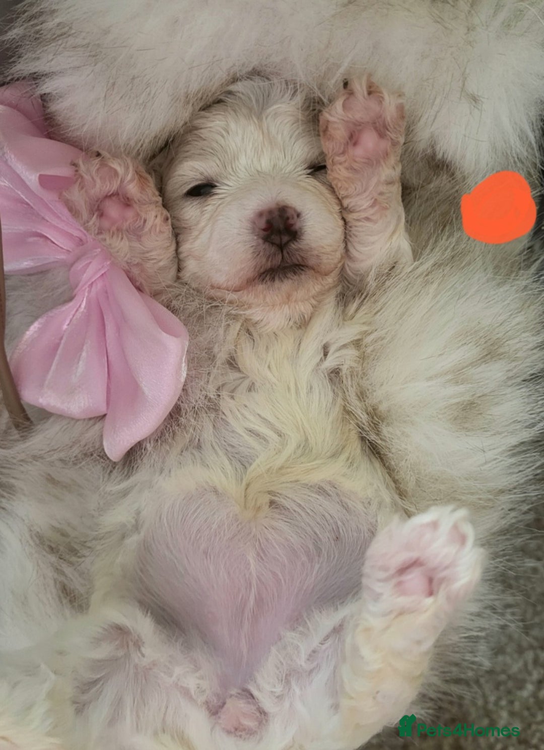 Maltipoo dogs for sale: Toy maltipoo puppies  - Advert 17