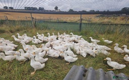 Ducks poultry for sale: Female Cherry valleys ducks  - Image 2