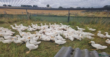 Ducks poultry - Advert 8