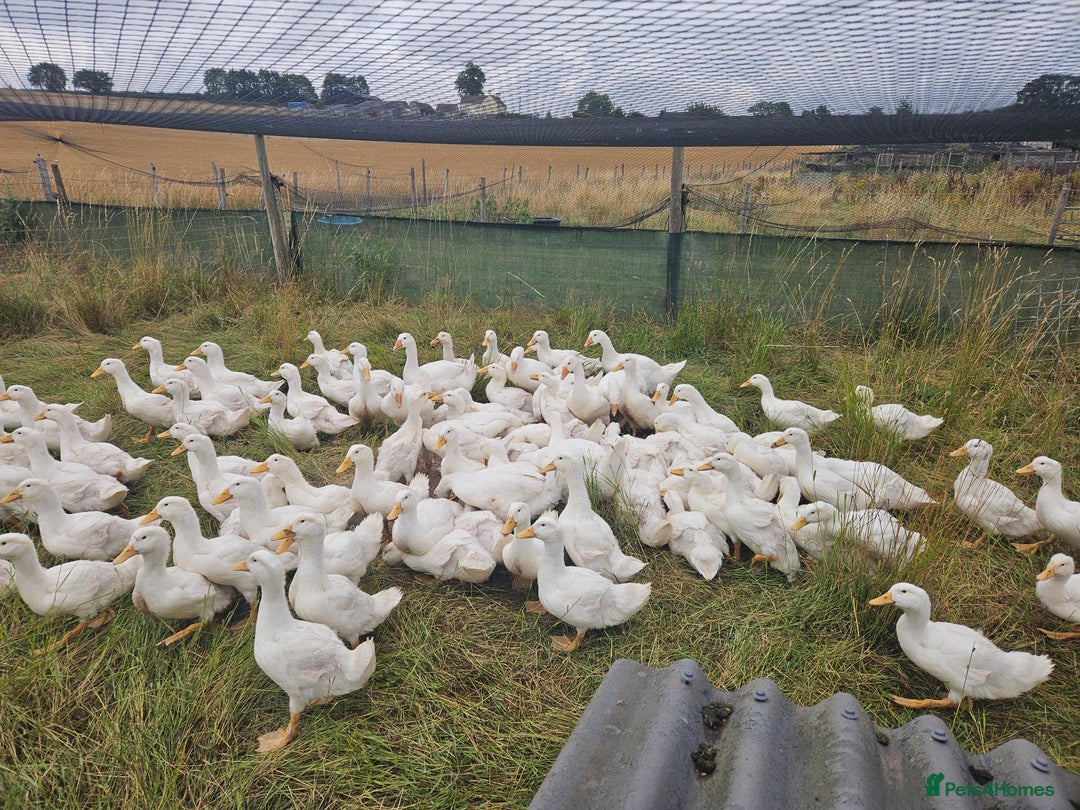 Ducks poultry for sale: Female Cherry valleys ducks  - Image 2