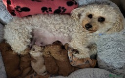 Maltipoo dogs for sale: Maltipoo  - Image 7