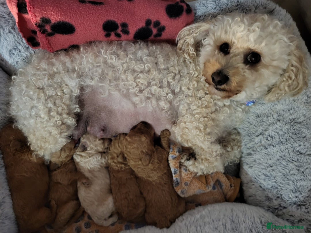 Maltipoo dogs for sale: Maltipoo  - Image 7