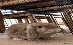 Mini Lop rabbits for sale: Mini Lop Female - Advert 4