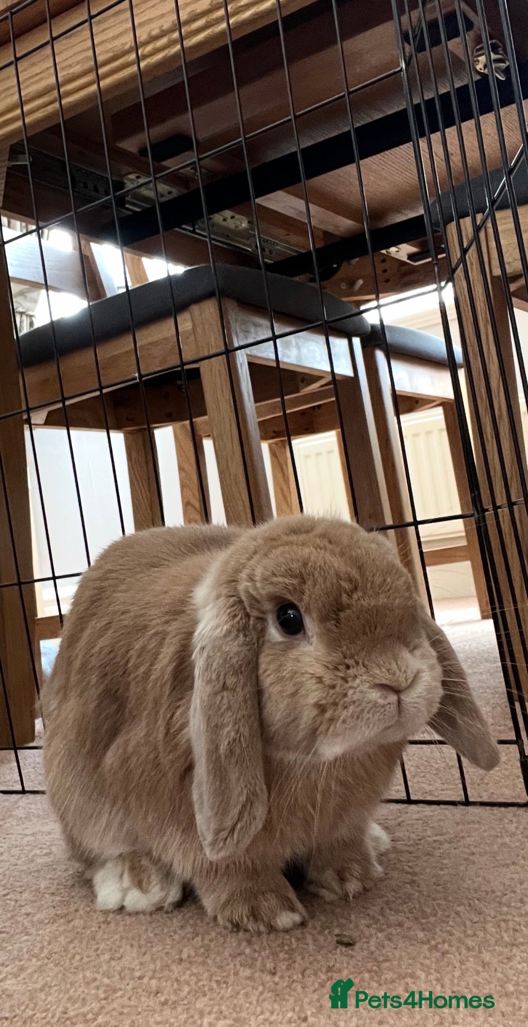 Mini Lop rabbits for sale: Mini Lop Female - Advert 4