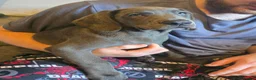 Mixed Breed dogs for sale: F2b labmaraner  - Advert 3