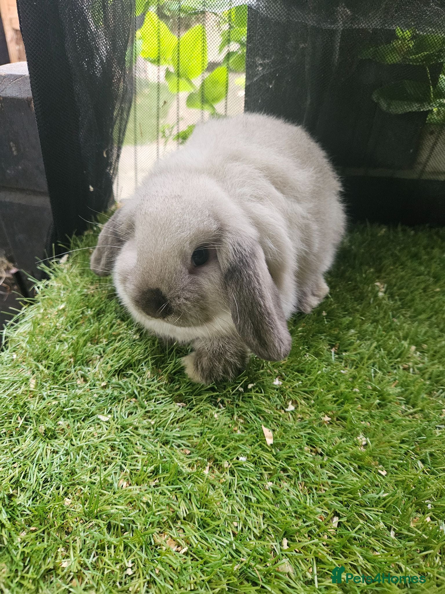 Mini Lop rabbits Seal point mini lops and seal point lion lop baby  - Advert 8