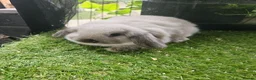 Mini Lop rabbits for sale: Seal point mini lops and seal point lion lop baby  - Advert 3