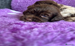 Cockapoo dogs for sale: Rare toy cockapoo - Image 9