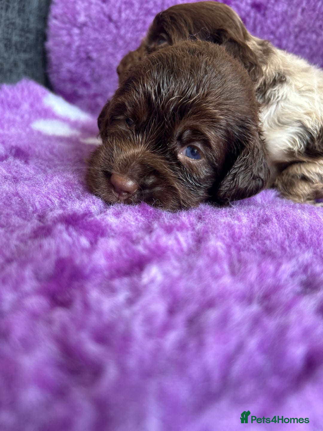 Cockapoo dogs for sale: Rare toy cockapoo - Image 9