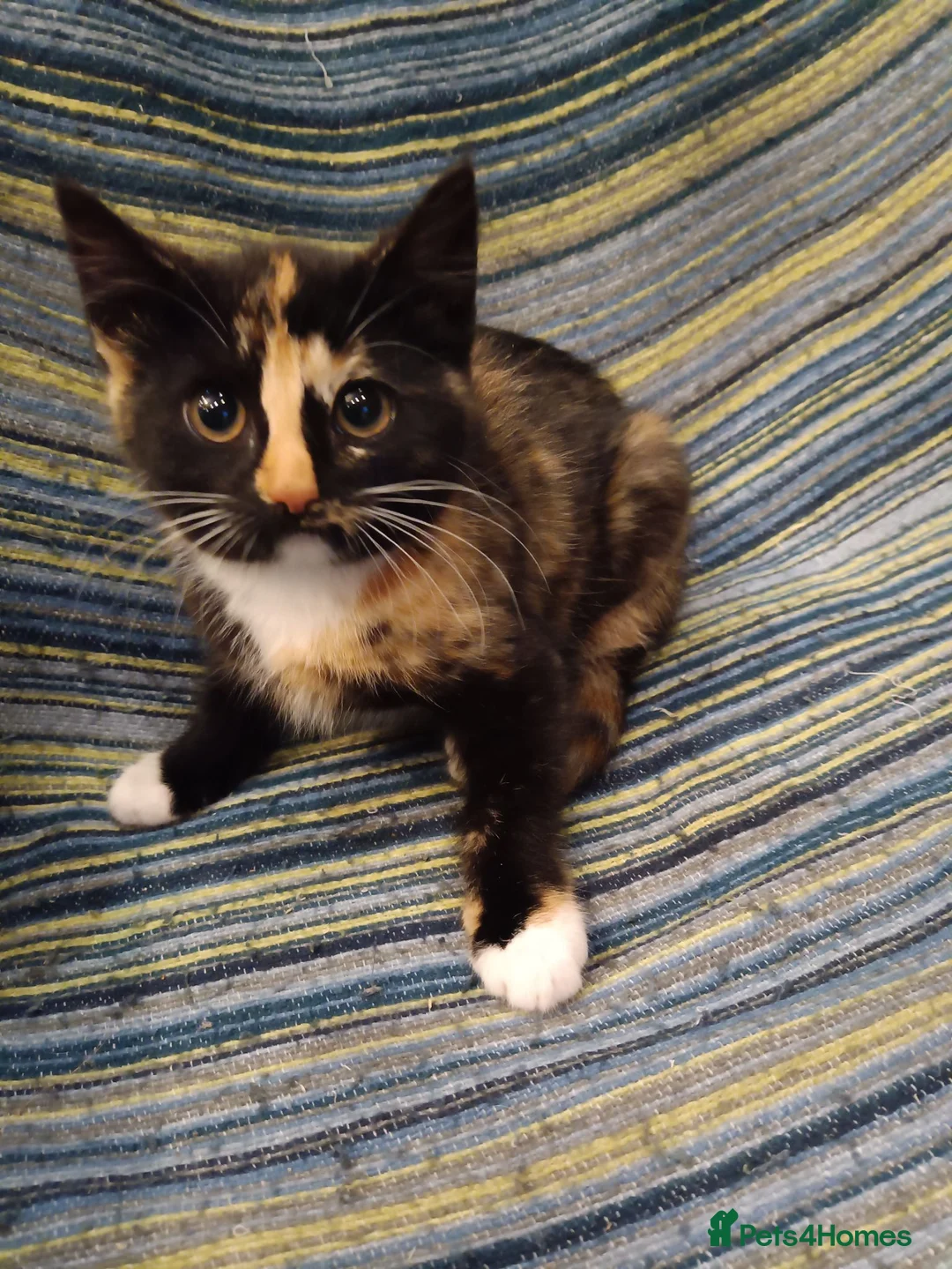 Mixed Breed cats for sale: 4 adorable friendly kittens 2 female, 2 male.  - Advert 2