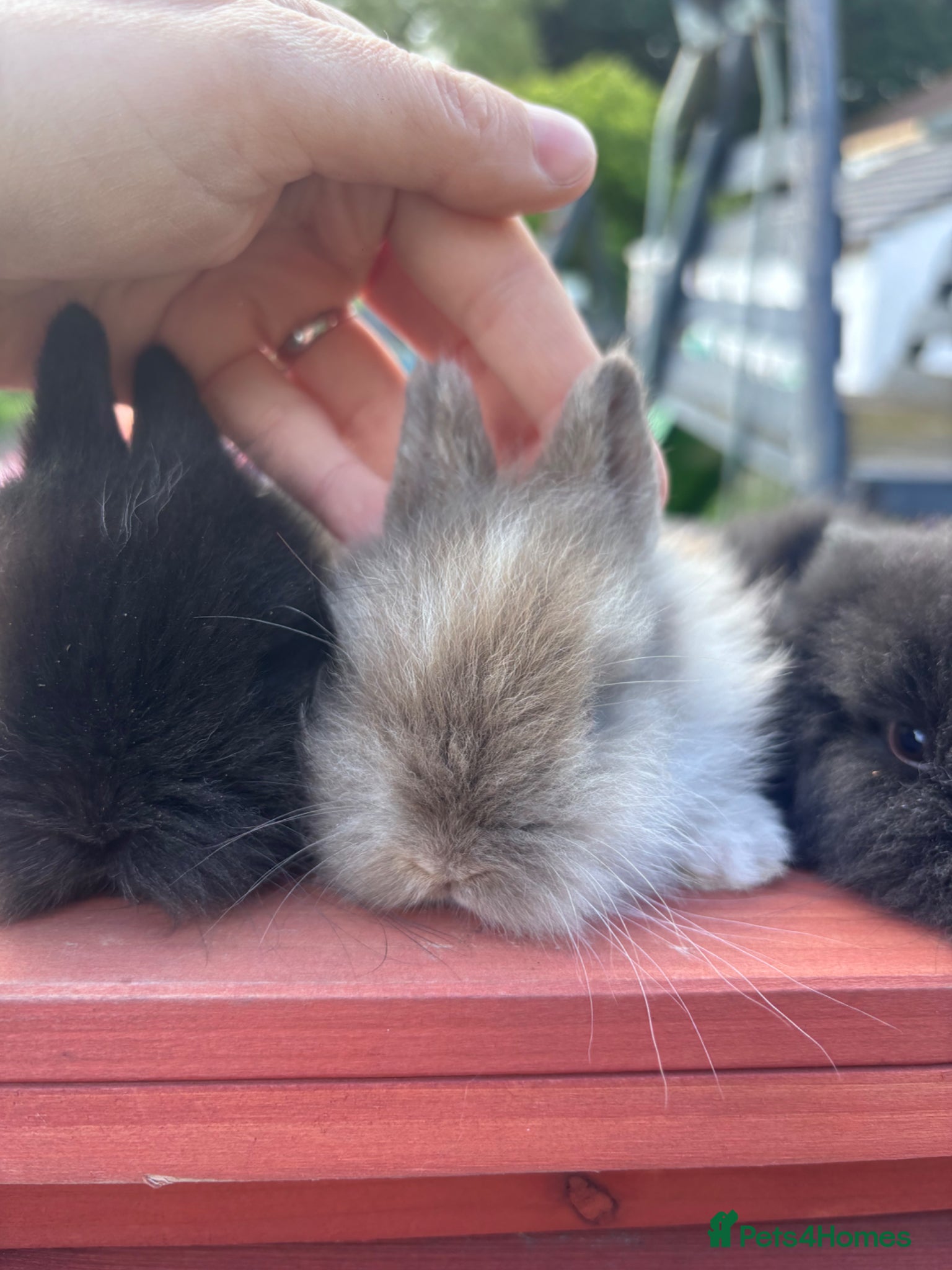 Lionhead rabbits for sale: Stunning lion head bunnies for sale  - Advert 5