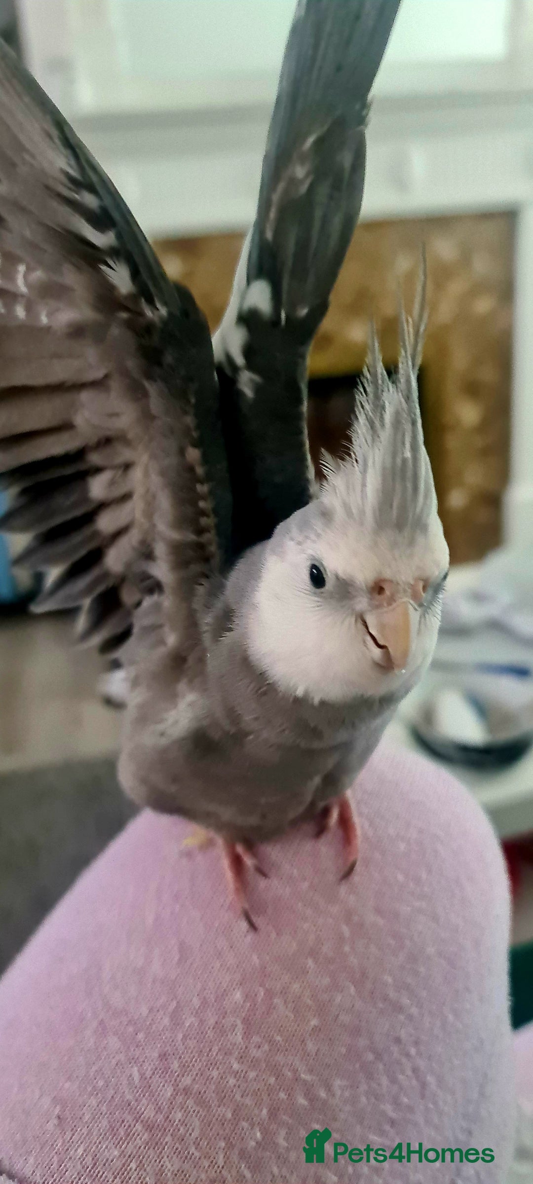 Cockatiels birds for sale: 2 beautiful birds (couple) - Image 2