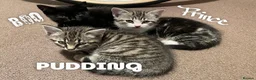 Mixed Breed cats for sale: Three chilled out goofballs - Advert 2