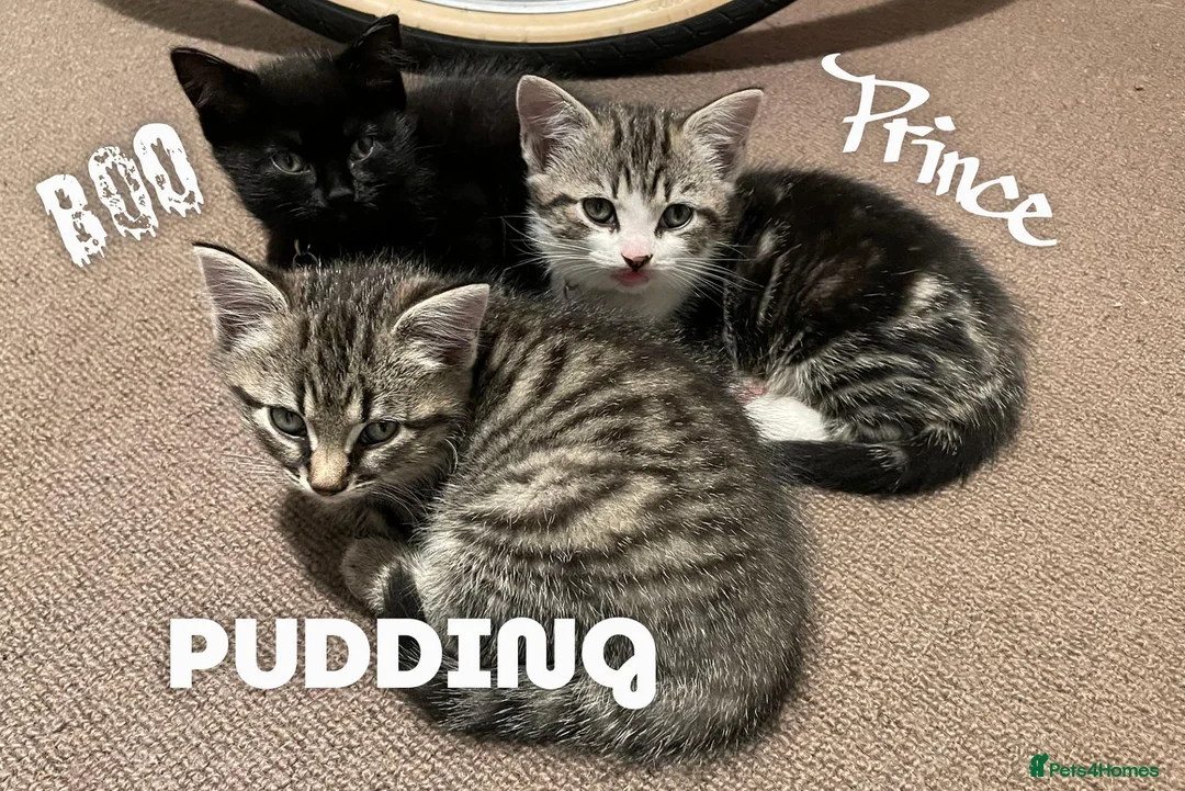 Mixed Breed cats for sale: Three chilled out goofballs - Advert 2