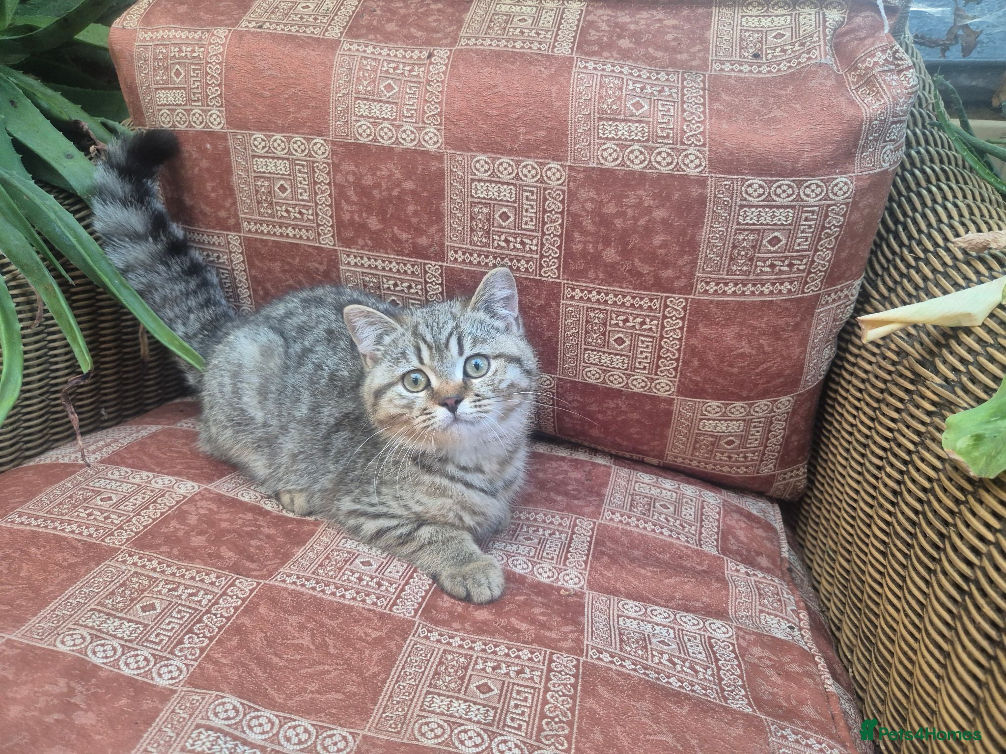 British Shorthair cats 💙ABSOLUTELY STUNNING BRITISH SHORTHAIR BOYS💙 - Advert 2