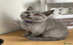British Shorthair cats for sale: •Blue BSH Kittens – Ready Now . Last kitten left  - Image 29