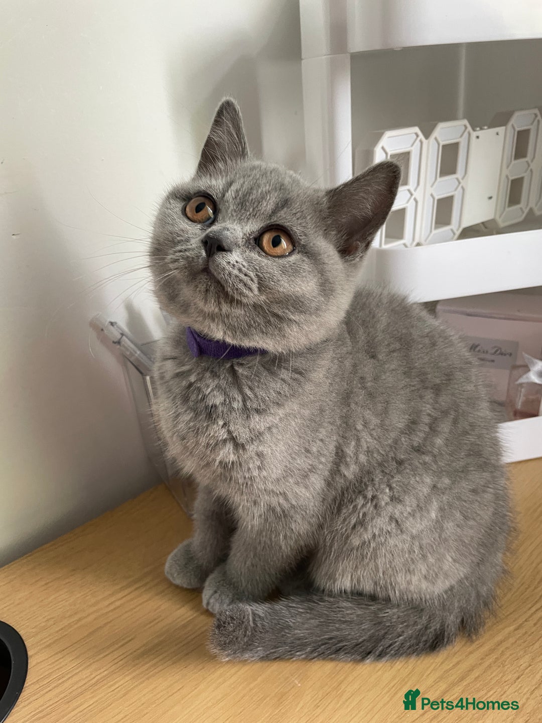 British Shorthair cats for sale: •Blue BSH Kittens – Ready Now . Last kitten left  - Image 29