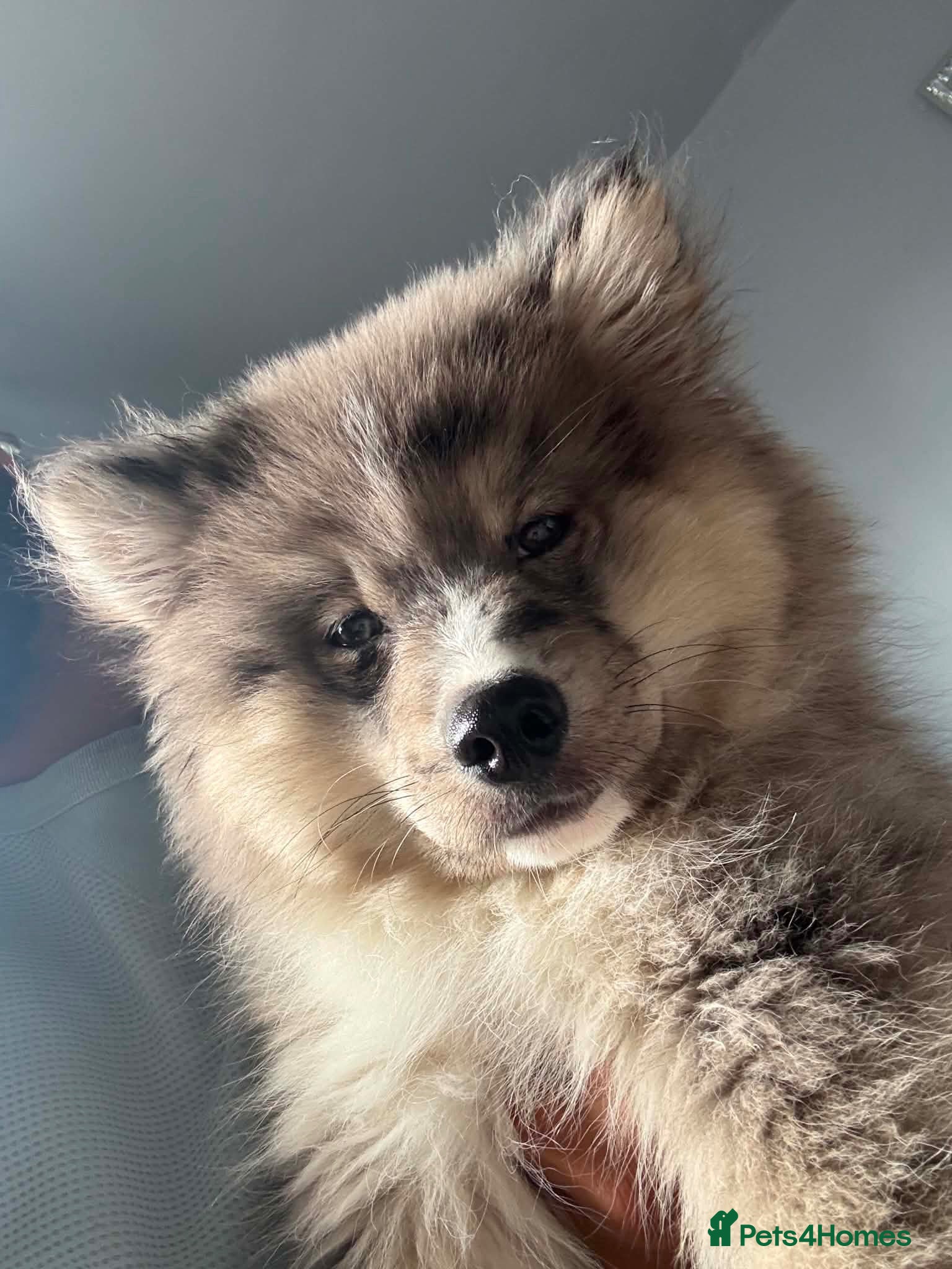 Mixed Breed dogs Adorable Male Puppy chow chow / husky 💕 - Advert 1