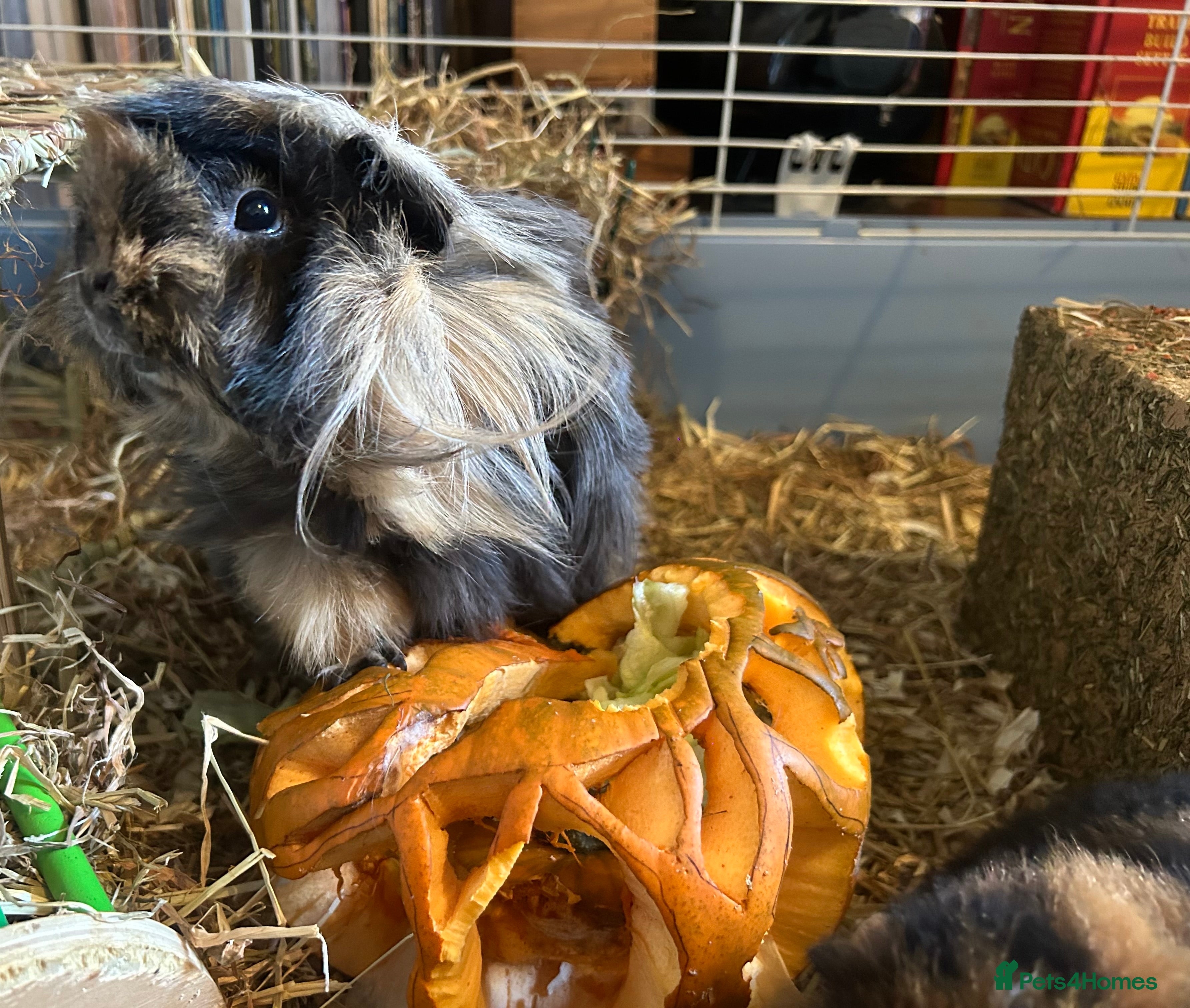 Guinea Pig rodents Female Guinea Pig for sale - Advert 1